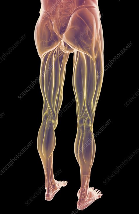 On arriving there it is expelled in the process of breathing. The muscles of the lower body - Stock Image - F001/7993 ...
