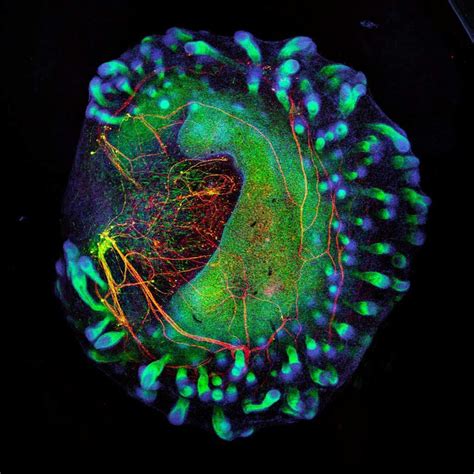 Stem Cell Derived Hairy Human Skin Organoid Green Containing Sensory