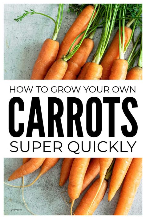 Learn How To Grow Your Own Carrots Super Quickly With These Simple