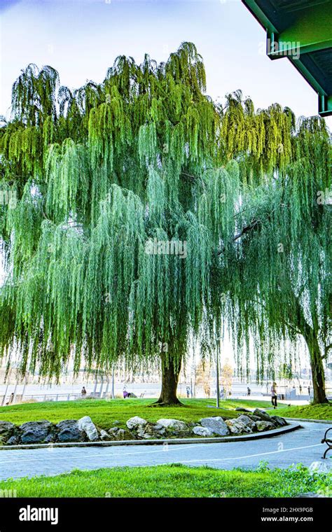 Weeping Willow Tree Riverside Park South New York City New York Usa