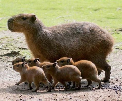 Baby Capybarathose Tiny Little Feet Cute Animals Cute Baby