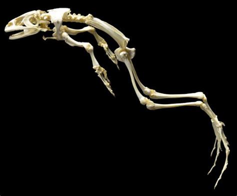Skeleton Frog Mid Jump Amphibians Amphibians Anatomy In 2020