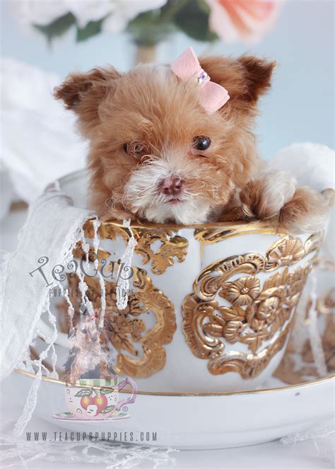 micro teacup poodle puppies  sale  teacups puppies teacups puppies boutique
