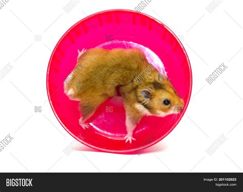 Funny Exhausted Syrian Image And Photo Free Trial Bigstock