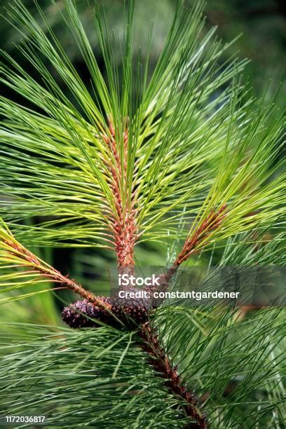 Ponderosa Pine Branch And Cones The Montana State Tree Stock Photo