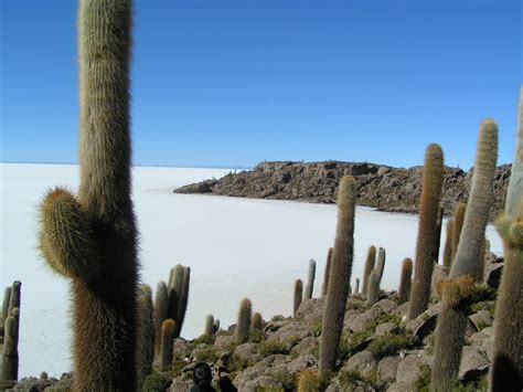 A few weeks ago, a friend mentioned that he'd like to try tripping on it and i told him i'd be happy to help him with the process as i told him that it would take a while to prepare and that it wouldn't really be practical to brew at a festival, but that we could bring the cactus along for a road trip. Free salar Stock Photo - FreeImages.com