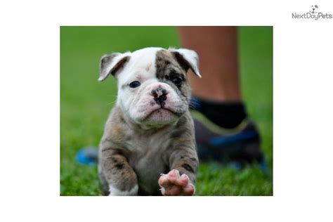 Explore 89 listings for merle english bulldog puppies for sale at best prices. English Bulldog puppy for sale near Birmingham, Alabama ...