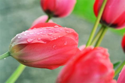 Baru 30 Gambar Bunga Tulip Segar Galeri Bunga Hd