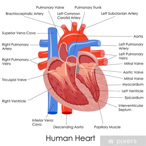 Póster Ilustración Vectorial De Diagrama De La Anatomía Del Corazón