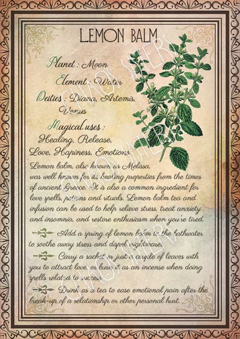 Printable Herbs Book Of Shadows Pages Set 1 Herbs And Plants Etsy Uk
