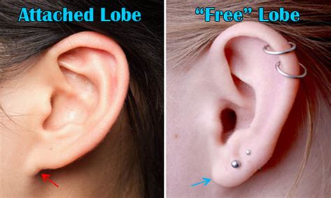 Ear Lobes Outlander Anatomy