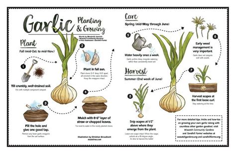 How To Plant And Grow Garlic Quick Infographic