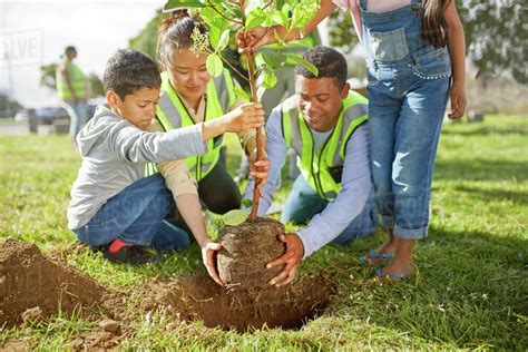 Family volunteers planting tree in sunny park - Stock Photo - Dissolve