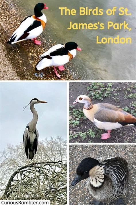 These Birds Spoke To Me St James Park Royal Park Places To Go