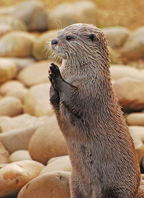 Praying Otter Otters Otters Cute Baby Otters