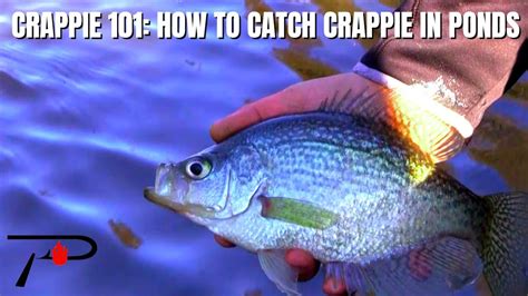 How To Catch Crappie In Ponds Youtube