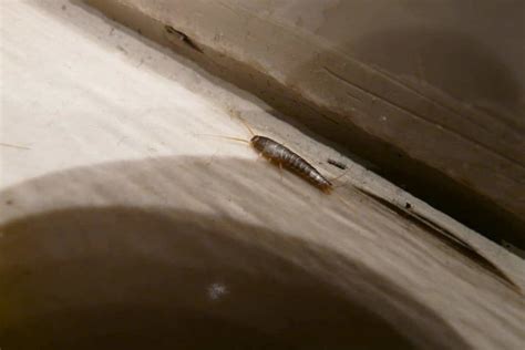Are Silverfish Harmful Truly 5 Things You Should Know