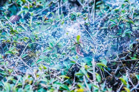 Morning Cobweb With Dew Stock Photo Image Of Flora 177427204