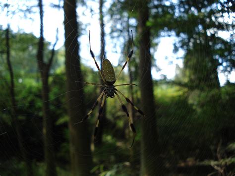 Banana Spider Just Hanging Out Smithsonian Photo Contest