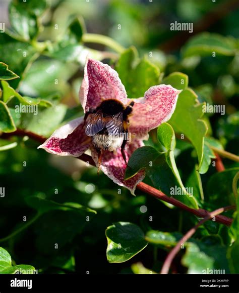 Clematis Cirrhosa Freckles Bumble Bee Feeding Early Spring Evergreen