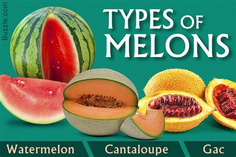 how many types of melons are there