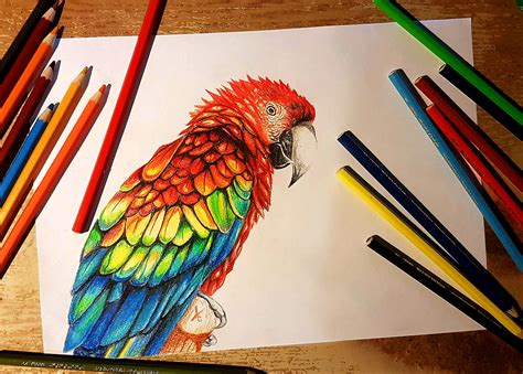 Macaw Parrot Crayons Drawing On Behance