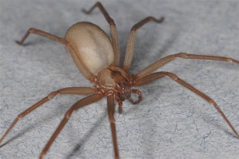 Chilean Recluse Spider Facts Distribution Bite Pictures
