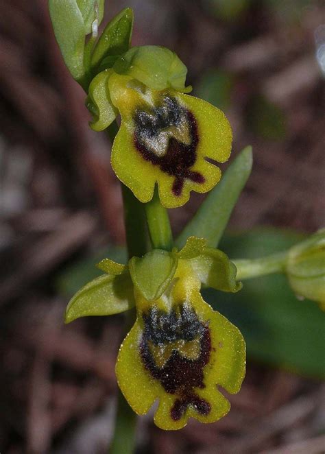 Ophrys galilaea | Miniature orchids, Orchids, Flora