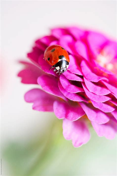 Ladybug On Flower By Stocksy Contributor Pixel Stories Stocksy