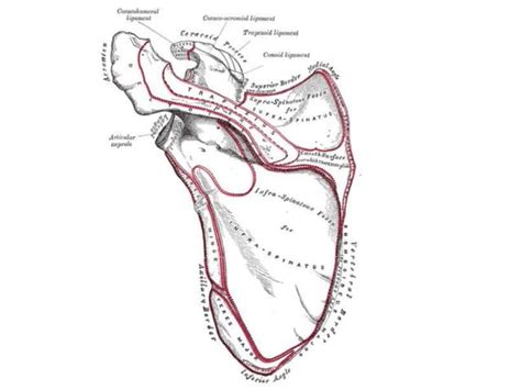 Anatomy Upper Limb Scapulohumeral 24112010 Ppt