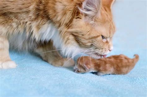 Why Do Cats Move Their Kittens And Other Mother Cat Behaviors