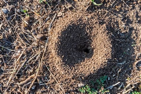 How To Identify Snake Holes In The Yard And What To Do About Them