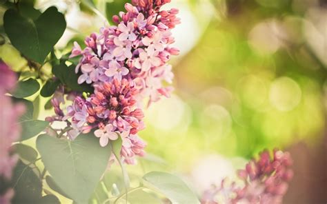 Free Download Lilac Wallpaper 28956 1680x1050 For Your Desktop