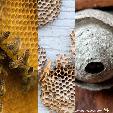 How To Buy Bees For Your Hive Carolina Honeybees