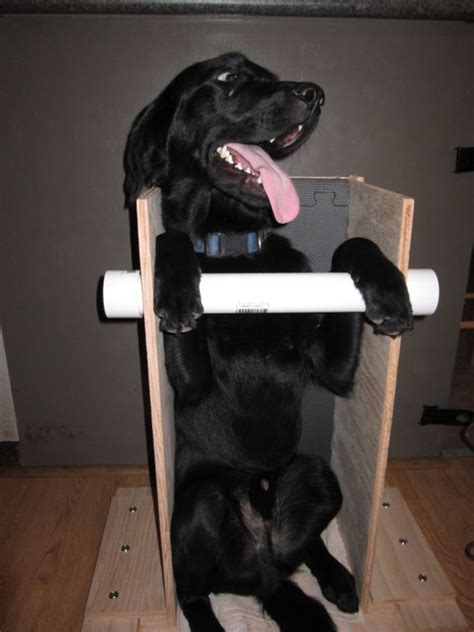 What causes the disease and how is it treated? Canine Megaesophagus: Updated Routine Managing Sidney's Megaesophagus and Building a Bailey Chair