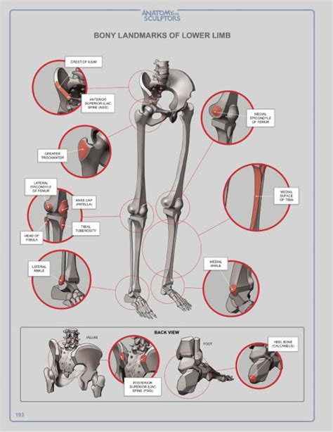 Bony Landmarks Of Lower Limb By Anatomy4sculptors Anatomy Human