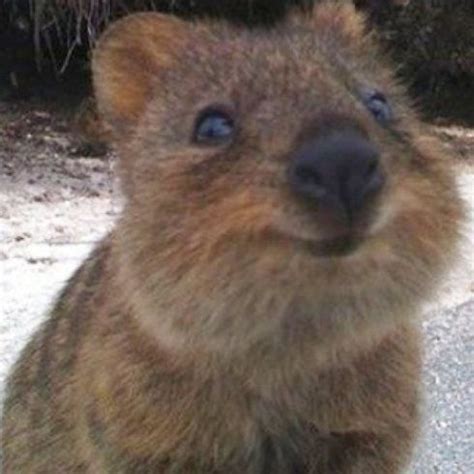 Heres a happy quokka to make your day 🙃. The Quokka | Cute animals, Animals, Smiling animals