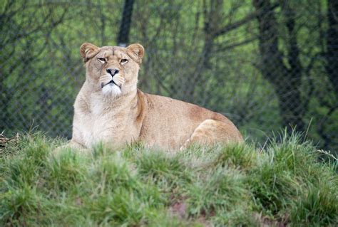 Free Stock Photo 6408 Lioness In Captivity Freeimageslive
