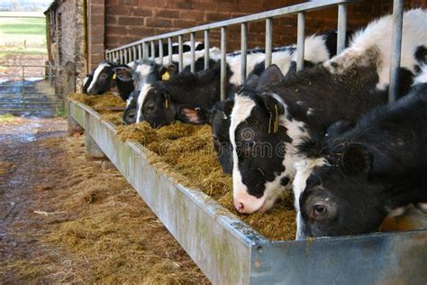 Cows On Dairy Farm Feeding From A Trough Of Hay Black And White Cows On Dairy F Ad Feeding