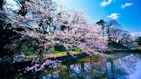 Cherry Blossom Trees Wallpapers Hd Wallpapers Id 11593