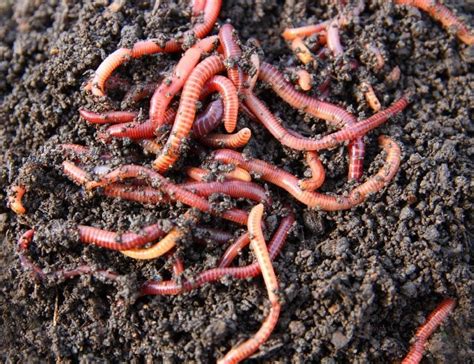 Worm Composting Taking Advantage Of Earthworm Benefits In The Garden