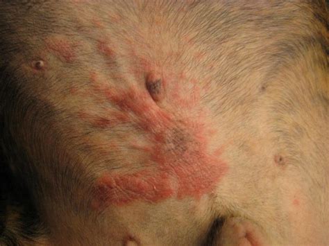 Rash On Belly By Privates Puppy Forum And Dog Forums