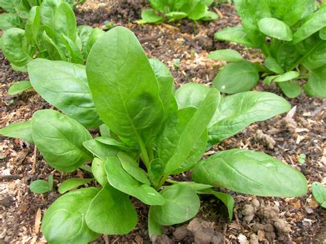 Epinard Butterflay Spinacia Oleracea L Spinach Spinach Plants