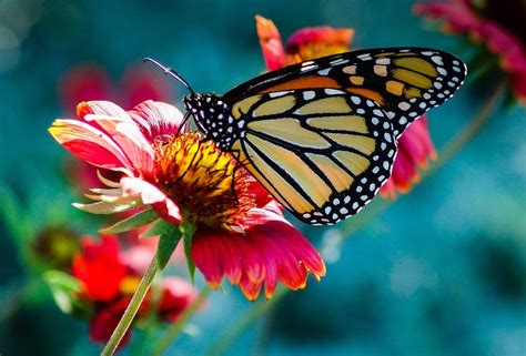 5887 aufrufeschmetterling und blaue blume. Schmetterling Blume Makro · Kostenloses Foto auf Pixabay
