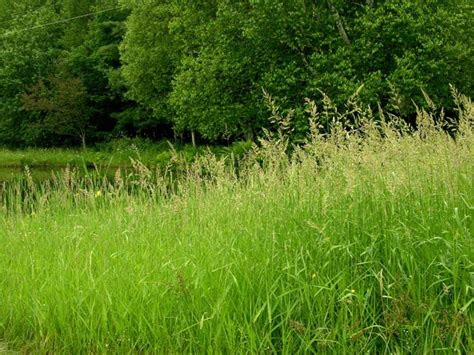 Whether you prefer spring flowering. Studio and Garden: Flowering Grasses