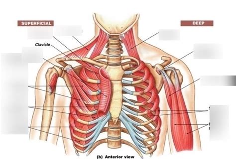 Chest Muscles Diagram Anatomy Chapter Frontal Chest Muscles Diagram Quizlet Lovner