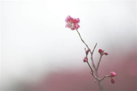 Wallpaper Red Sky Branch Morning Canon Cherry Blossom Pastel