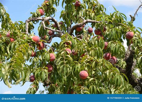 Peaches On The Tree Stock Image Image Of Fresh Peaches 157700359