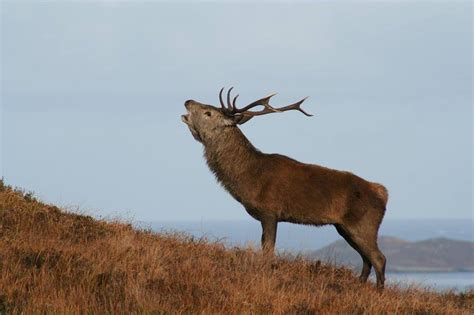 Experience The Red Deer Rut Tour Wildlife Tours In Scotland