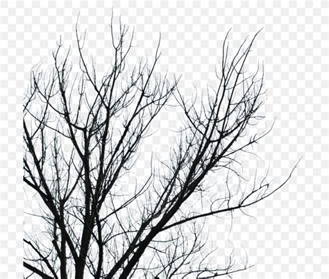 Branch Tree Black And White Png 703x697px Branch Black Black And